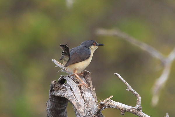 Ashy Prinia